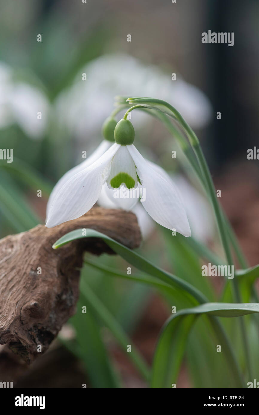 Galanthus ‘Mrs thompson’. Snowdrop ‘Mrs thompson’ in february. UK Stock Photo