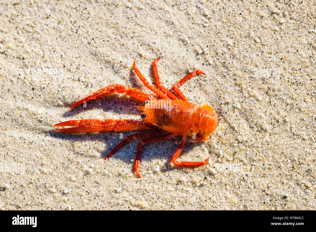 Tuna Crabs washed up on Lovers Point Beach, Pacific Grove, Monterey bay area, California Stock