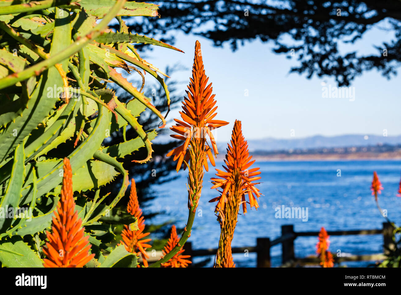 Aloe flowers on the Pacific Ocean shoreline, Pacific Grove, Monterey