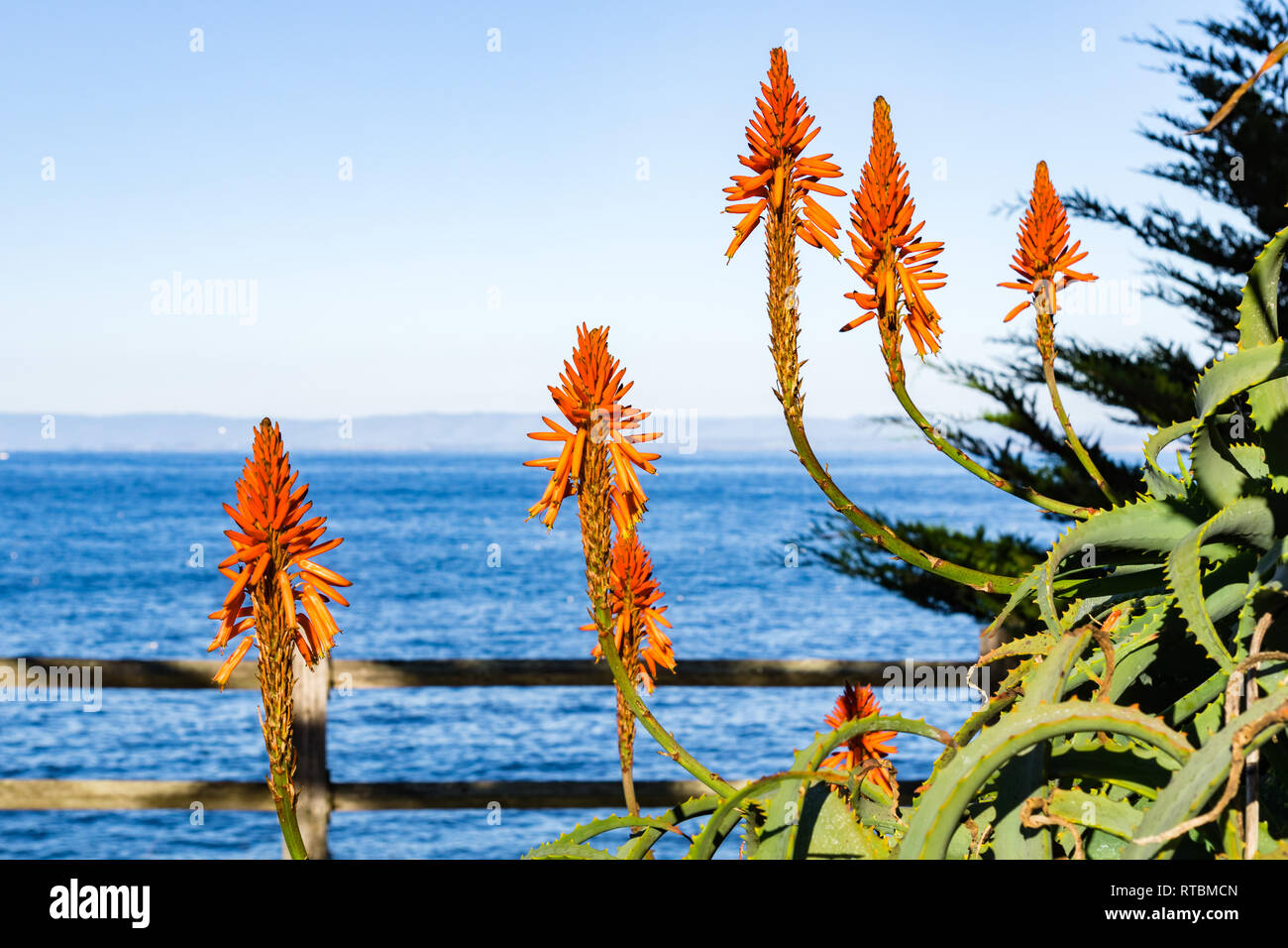 Aloe flowers on the Pacific Ocean shoreline, Pacific Grove, Monterey