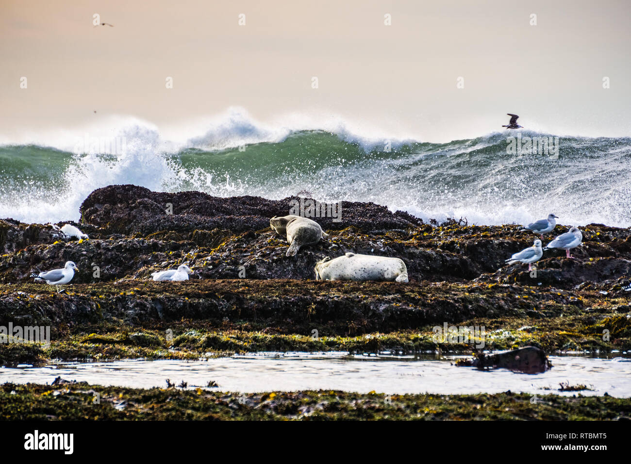 Harbor seals resting at low tide at Fitzgerald Marine Reserve tidepools