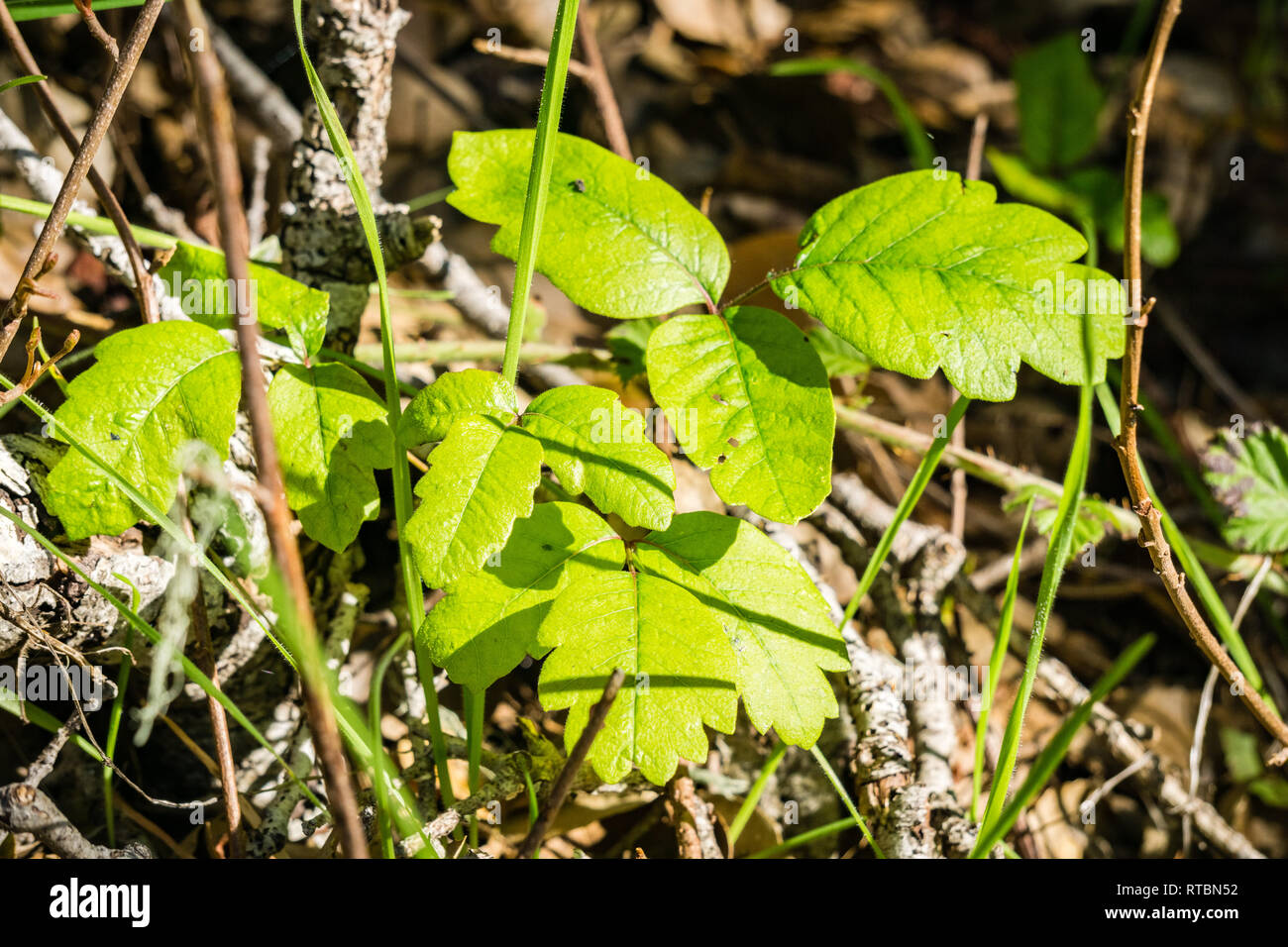 New poison oak leaves, California Stock Photo Alamy