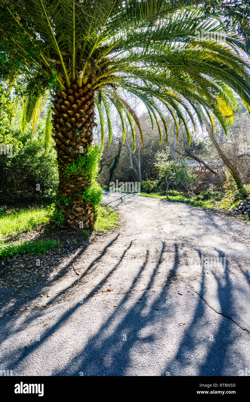 Large green palm tree hi-res stock photography and images - Alamy