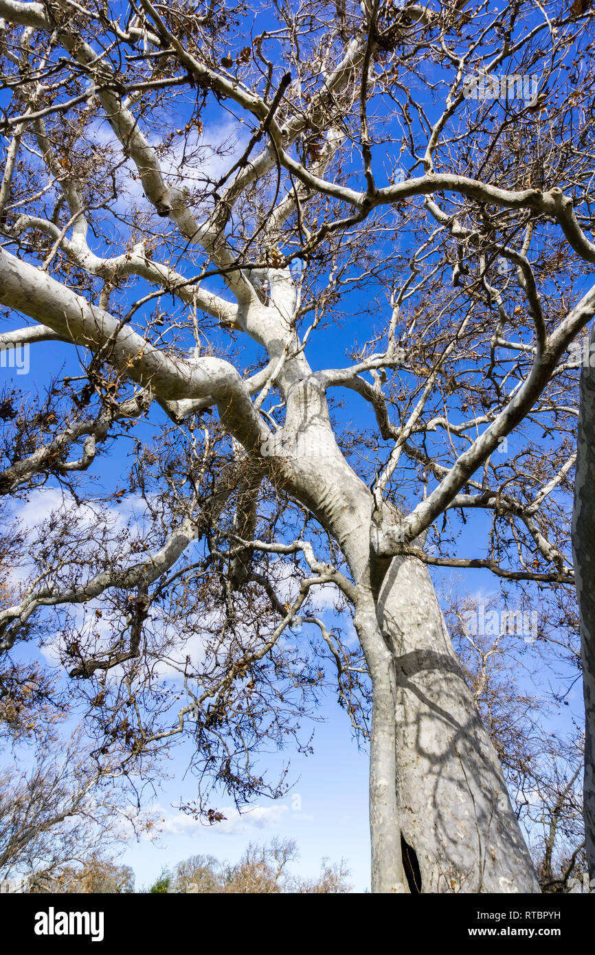 Western Sycamore High Resolution Stock Photography and Images Alamy