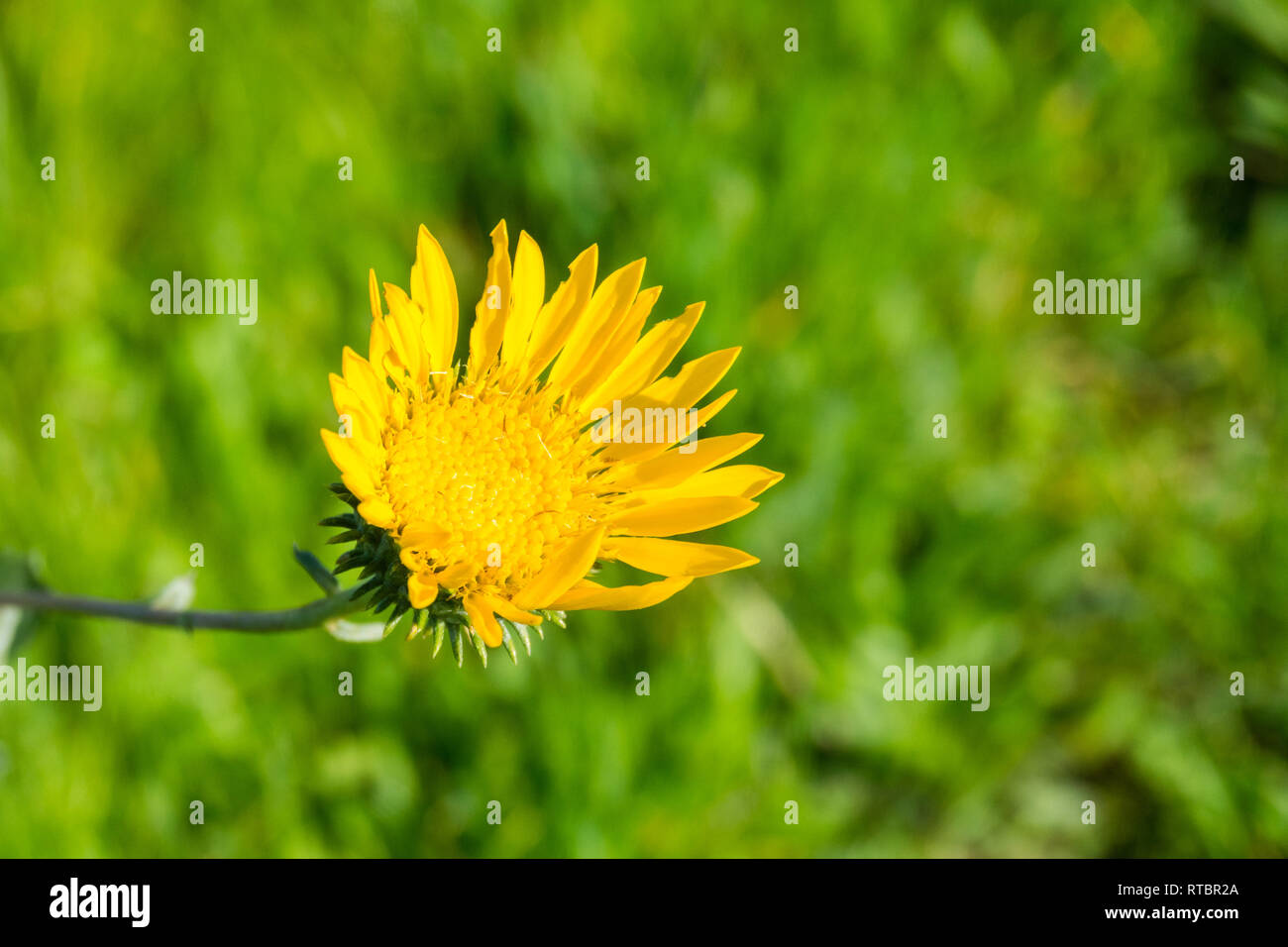 Great Valley Gumweed, Great Valley Gumplant (Grindelia camporum, Grindelia robusta) flowering, California Stock Photo