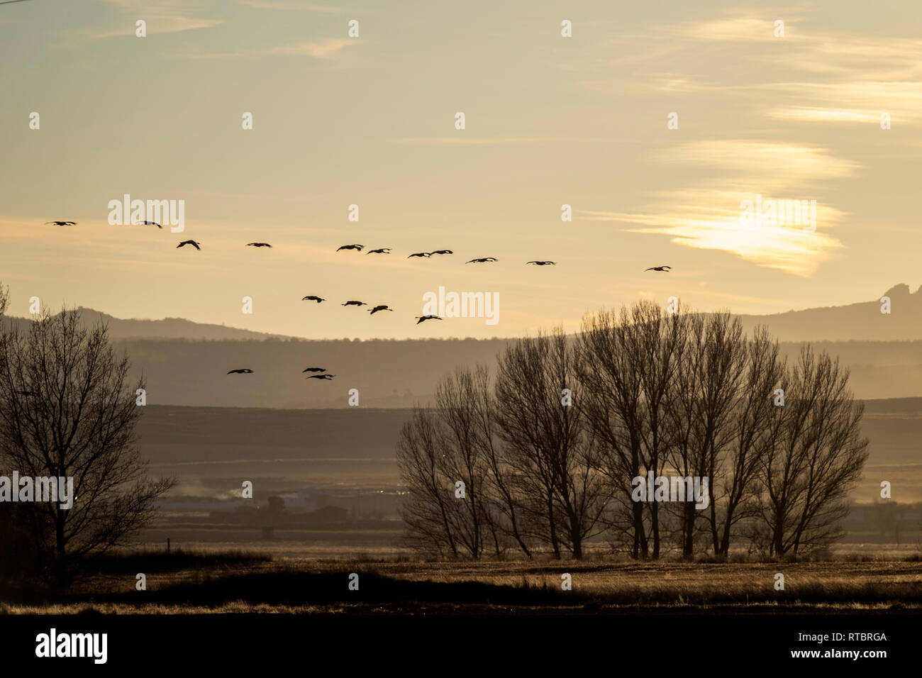 Common cranes. Great migration of the end of winter. Gallocanta, Spai Stock Photo