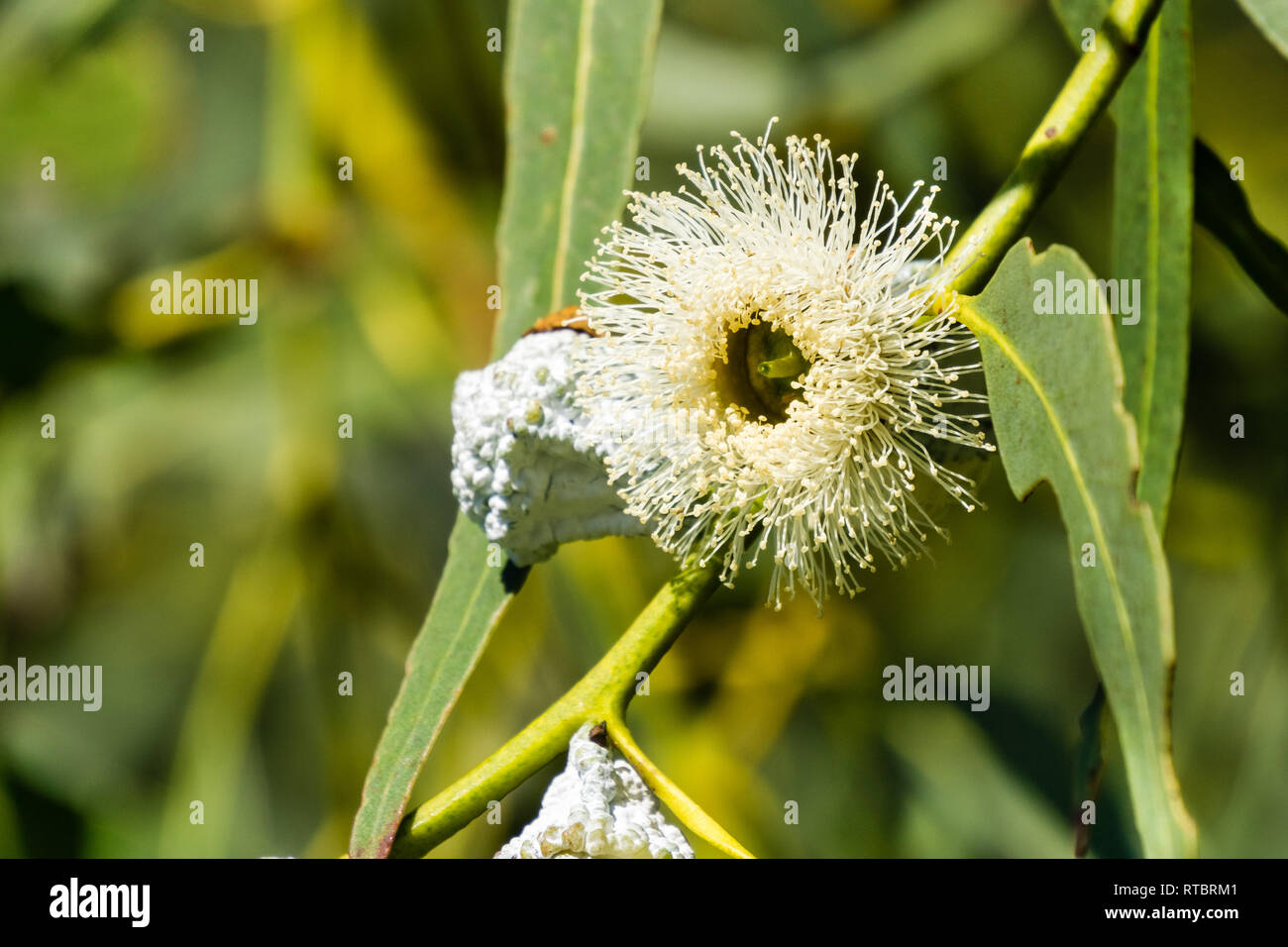 Closeup of soap mallee (Eucalyptus diversifolia) plant, California Stock Photo
