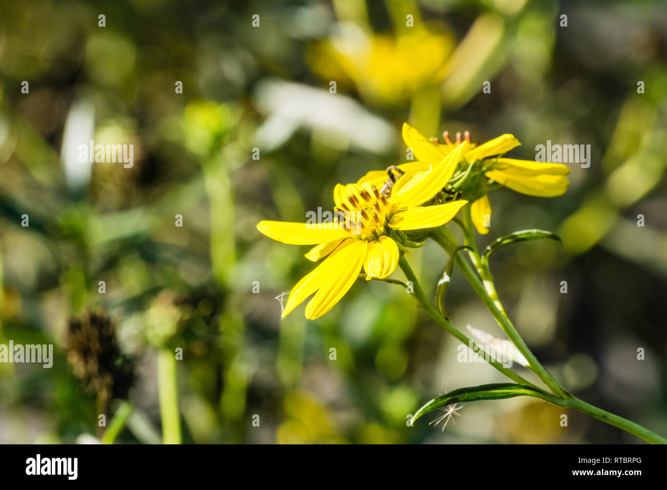 Marsh Gumplant (Grindelia stricta) flowering, California Stock Photo