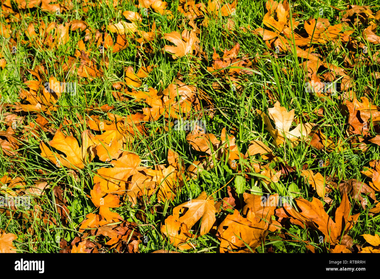 Large fallen Western Sycamore tree (Platanus racemosa) leaves on new grass meadow in autumn, California Stock Photo