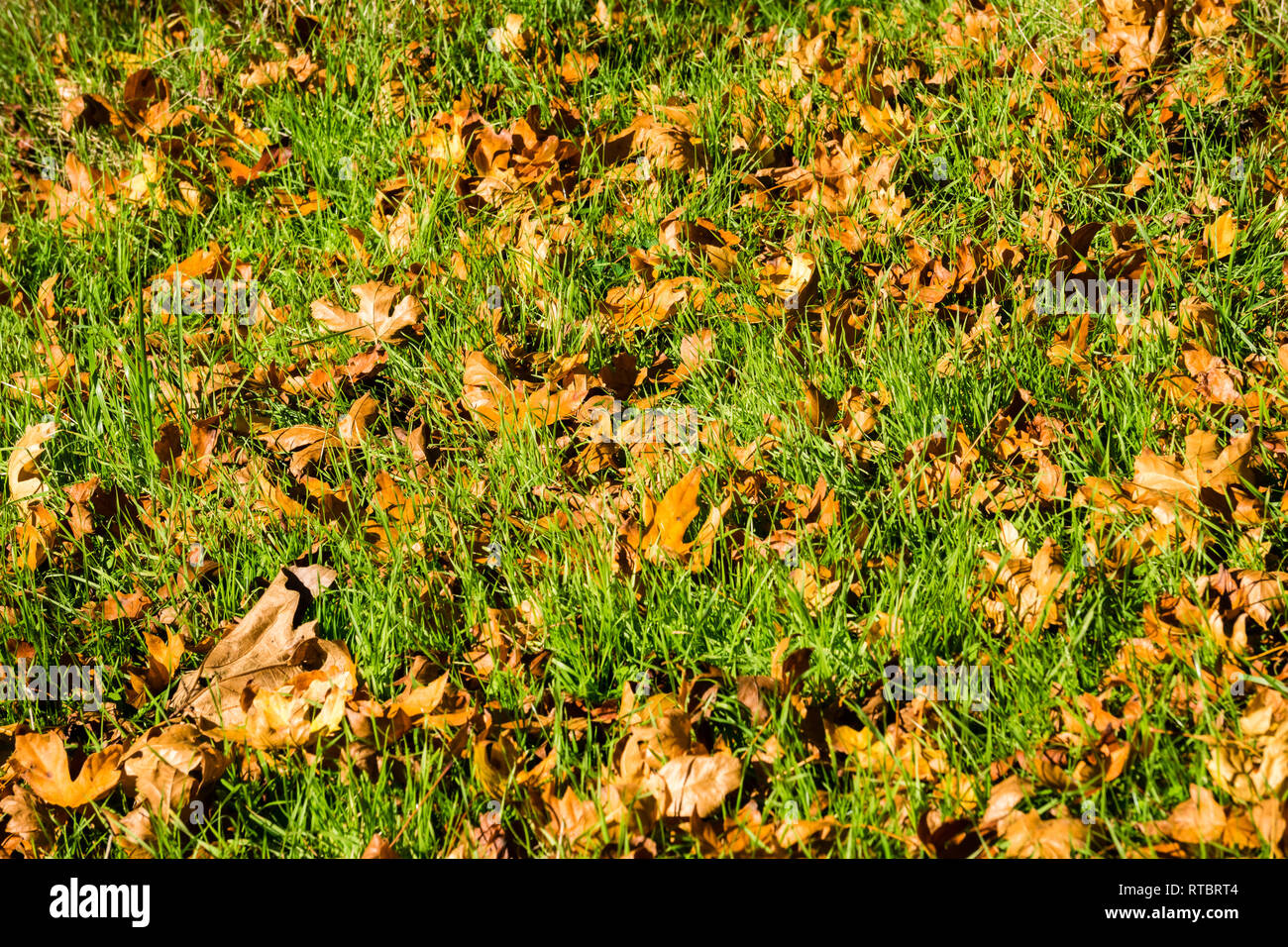 Large fallen Western Sycamore tree (Platanus racemosa) leaves on new grass meadow in autumn, California Stock Photo