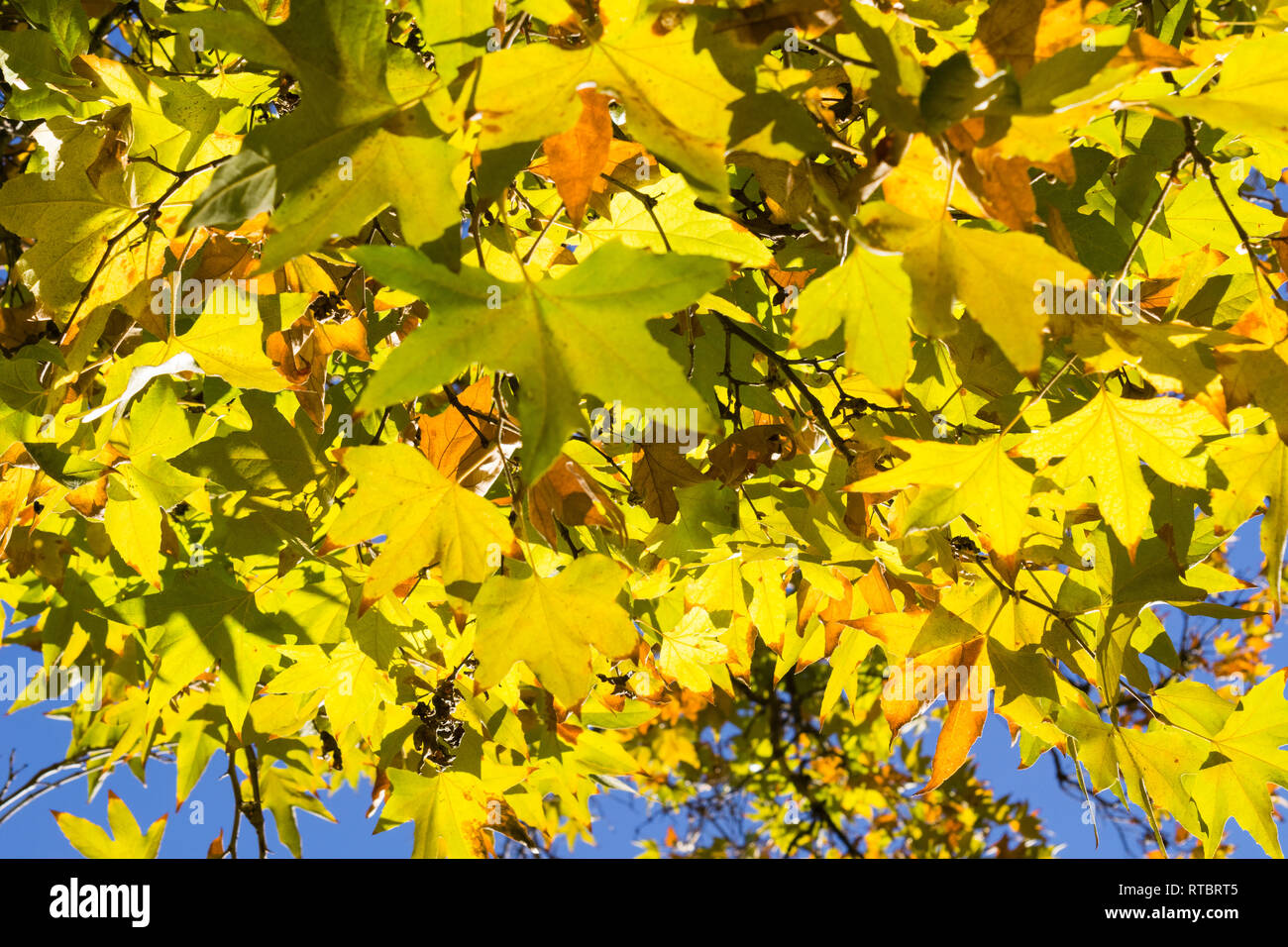 Western sycamore hires stock photography and images Alamy