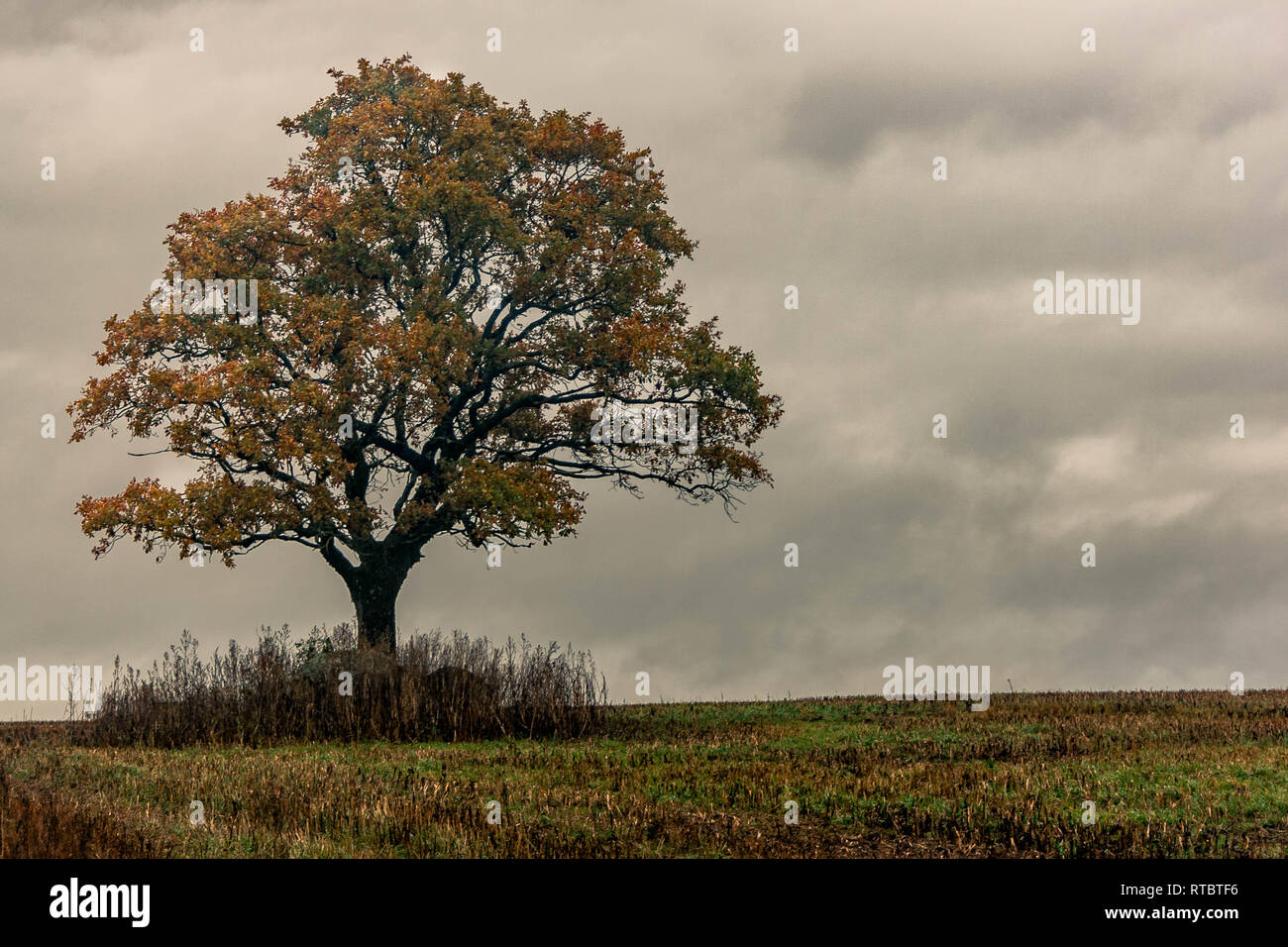 Autumn scene of single oak tree growing on a harvested crop field in Latvia. Stock Photo
