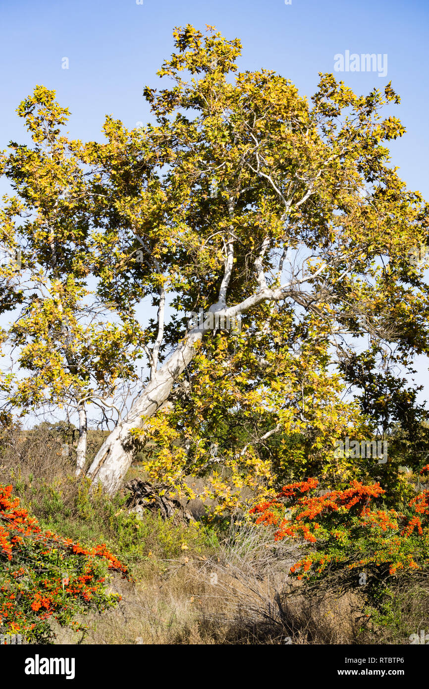 Western Sycamore tree (Platanus racemosa), California Stock Photo Alamy
