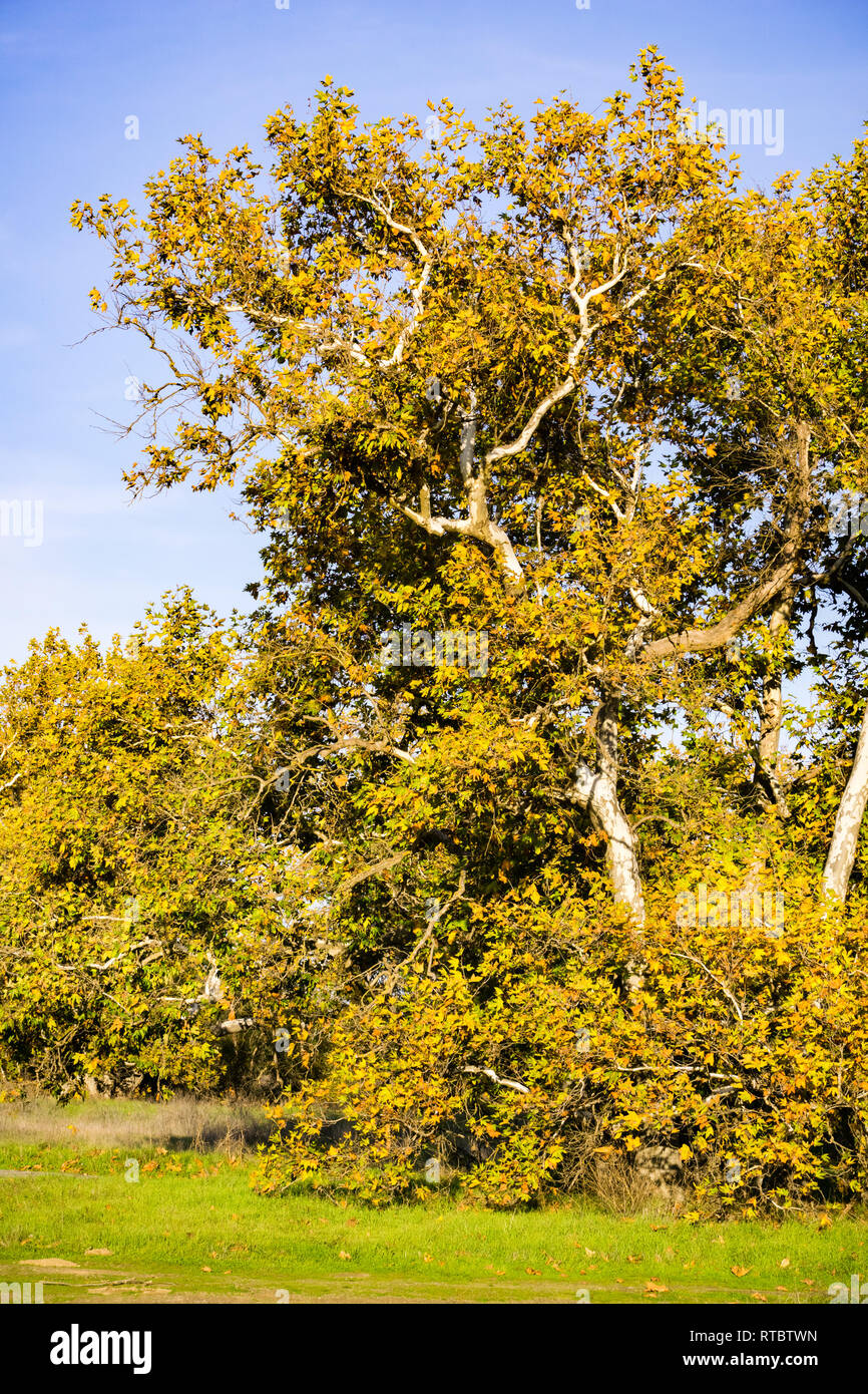 Western Sycamore tree (Platanus racemosa), California Stock Photo Alamy