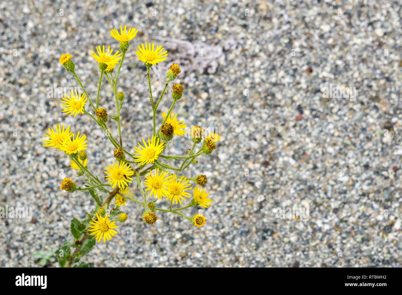 Tansy Ragwort (Jacobaea vulgaris) Yellow flowers on a paved road ...