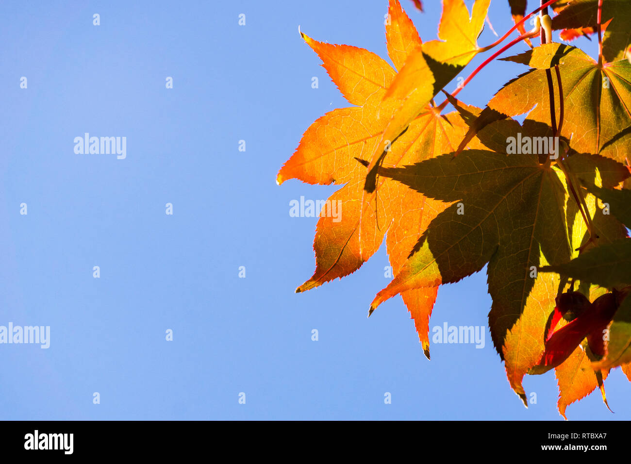 Red leaves on a sky background illuminated by the sun, California Stock ...