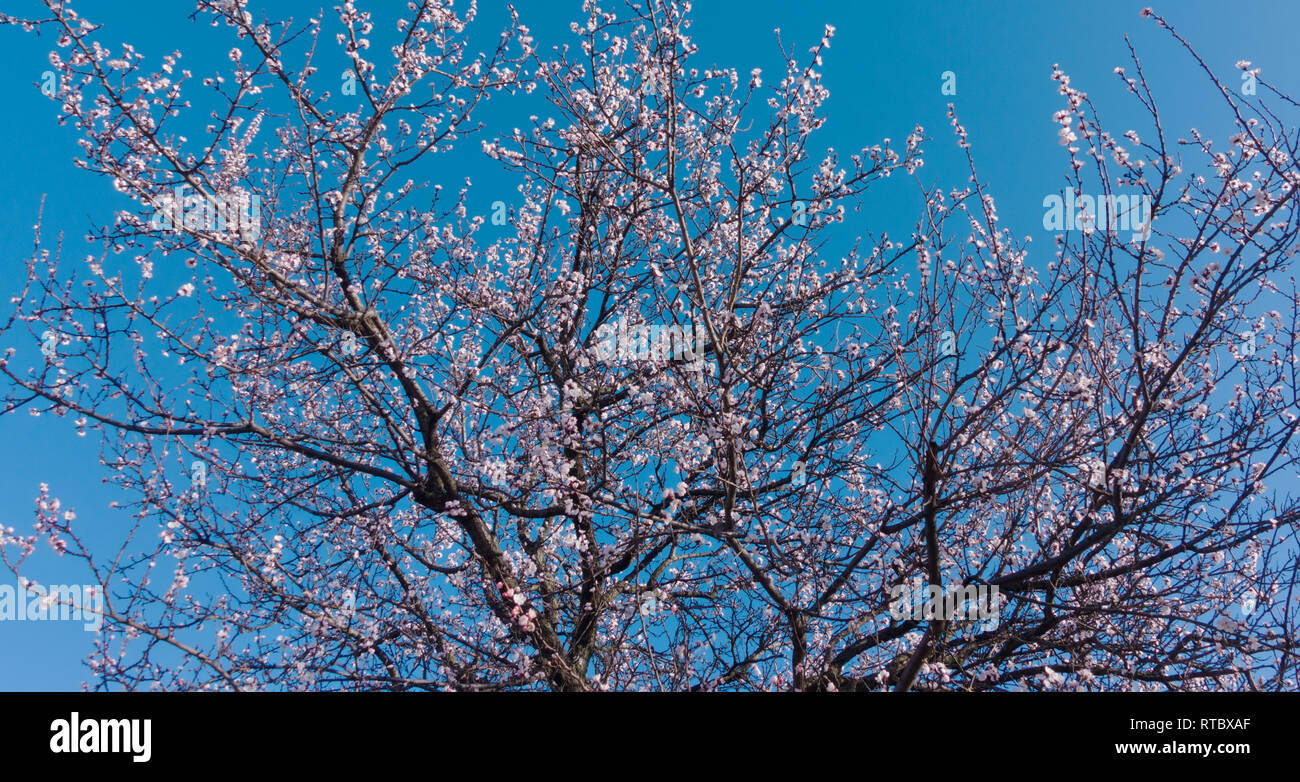 Beautiful blooming apricot flowers and blue sky. Pink flowers on a branch. Stock Photo