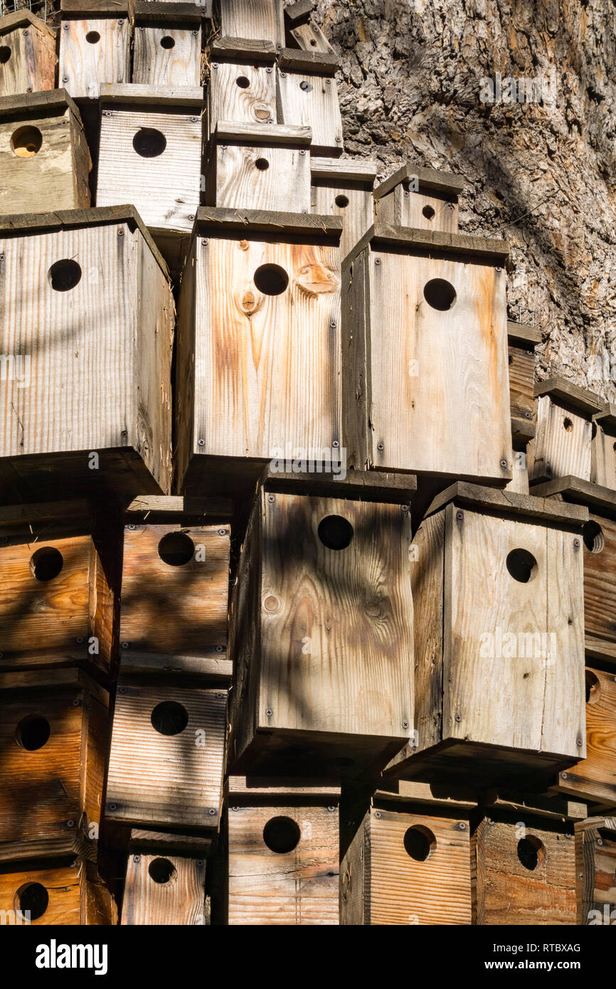 Lots of decorative nesting boxes on the trunk of a large tree, California Stock Photo