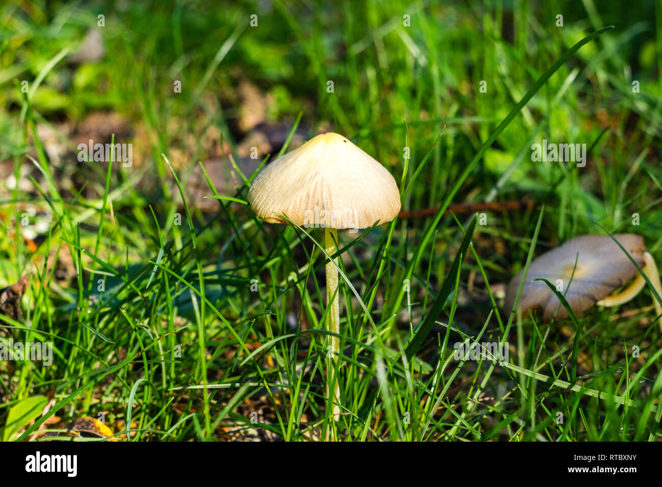 Creamy mushroom surrounded by grass, California Stock Photo