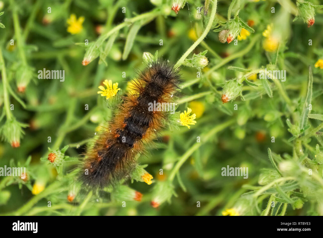 Salt Marsh Moth caterpillar (Estigmene acrea) on a green plant with small yellow flowers, California Stock Photo