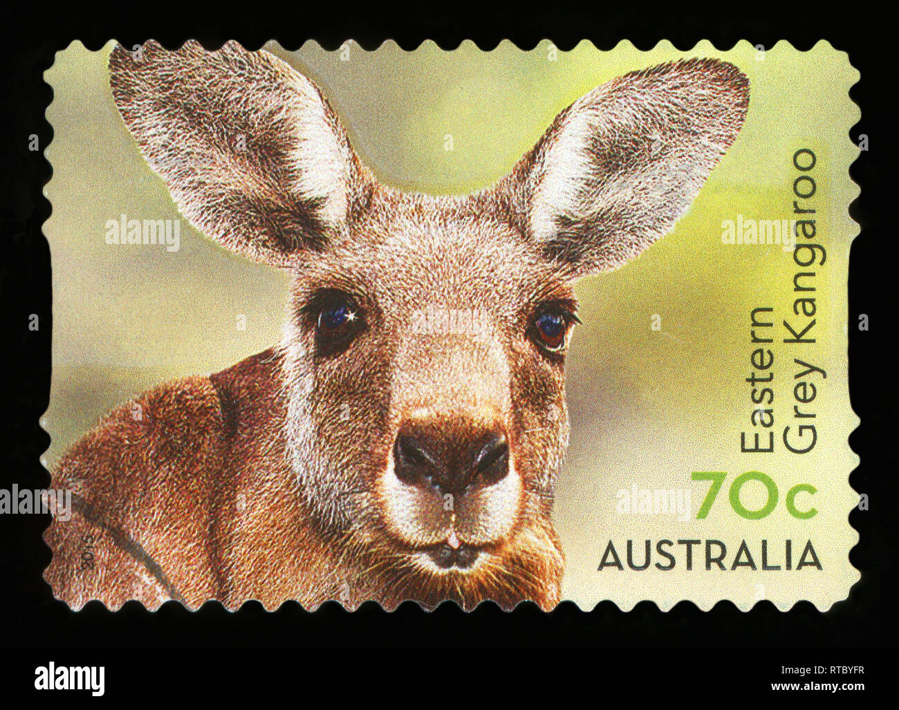 AUSTRALIA - CIRCA 2015: A Stamp printed in AUSTRALIA shows the Grey Kangaroo, Australian Animal series, circa 2015 Stock Photo