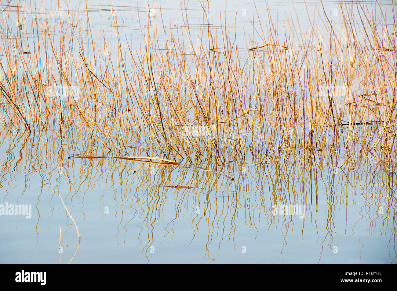 Grass in river hires stock photography and images Alamy