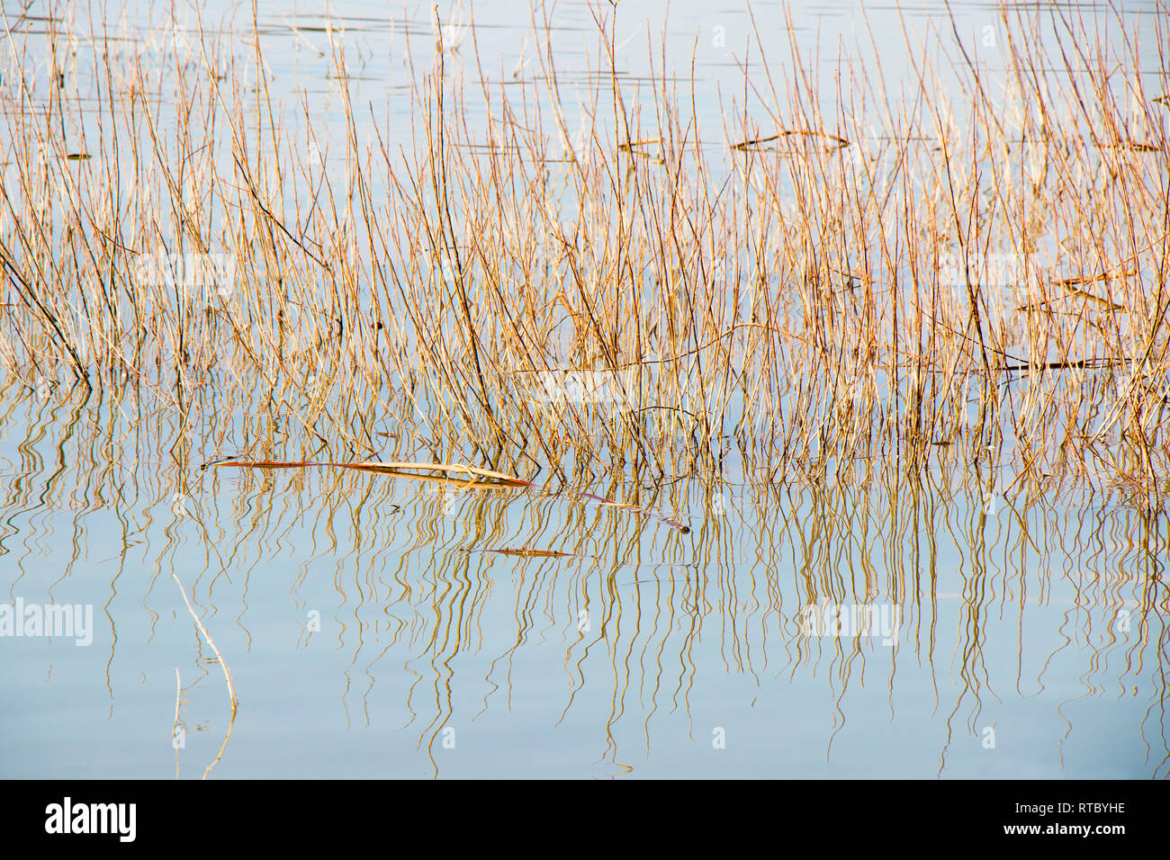 Dry grass in the river, detail of reed in the pond Stock Photo