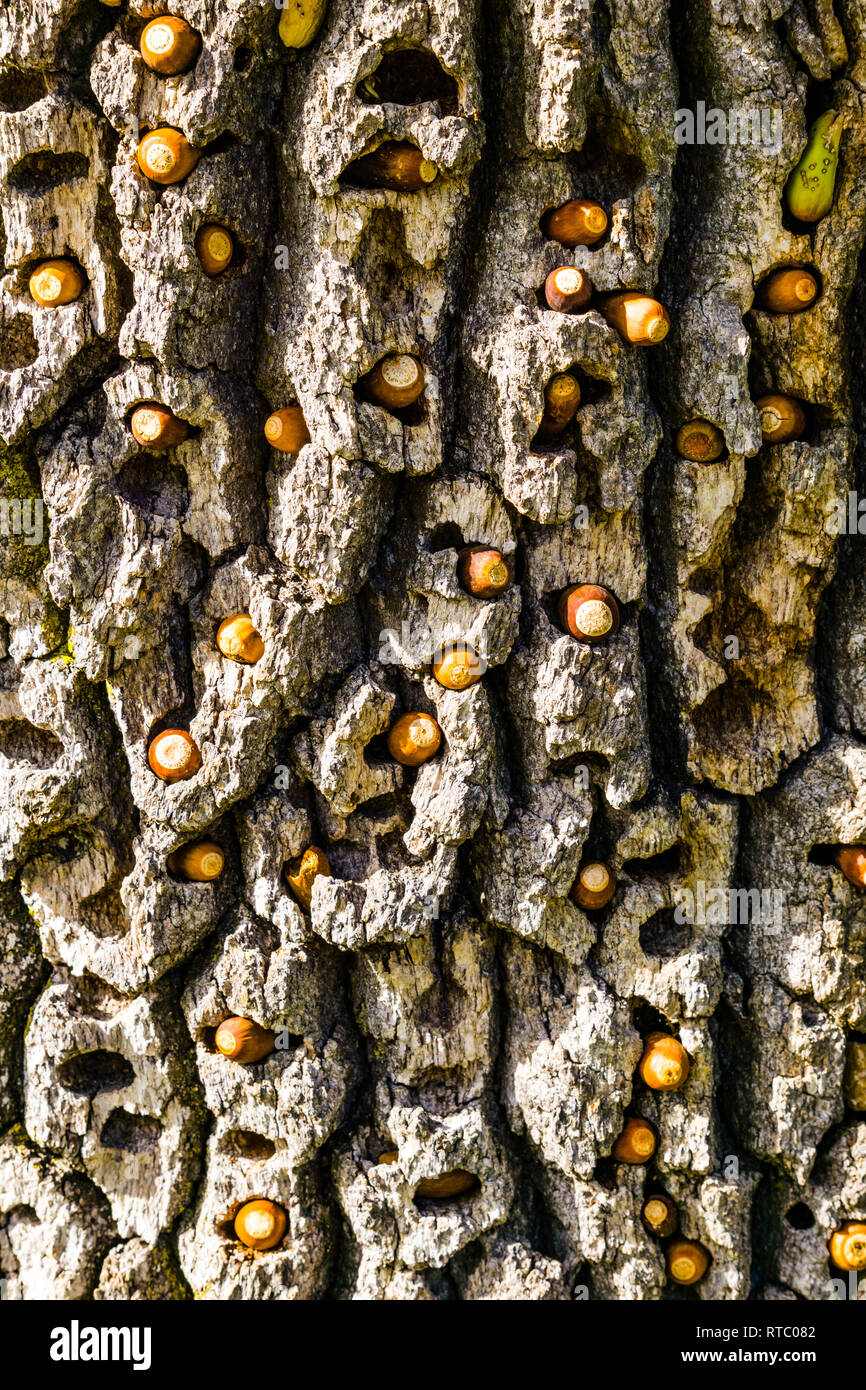 Granary tree filled by acorn woodpeckers with acorns in autumn, California Stock Photo