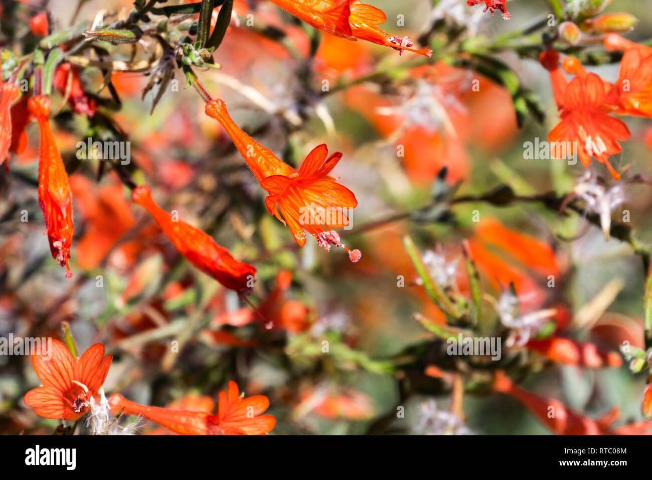 California fuchsia shrub Stock Photo Alamy