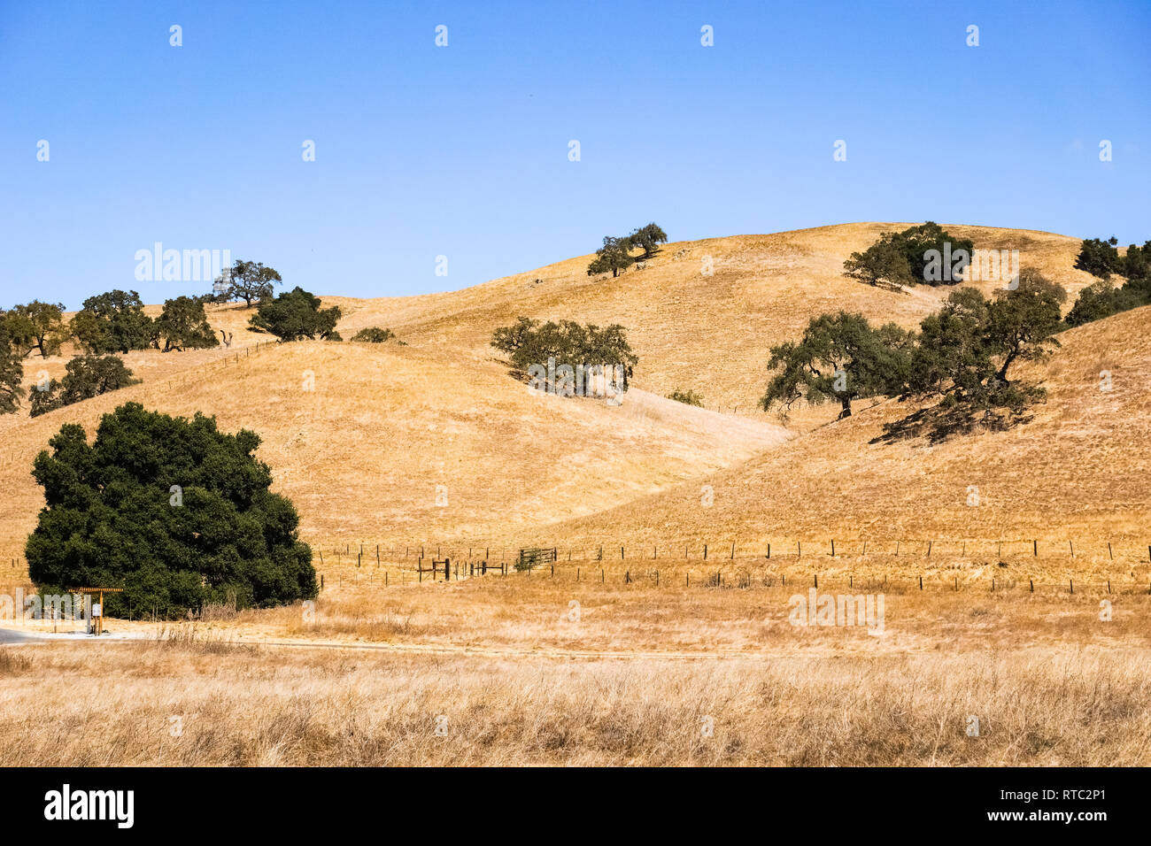 золотые холмы