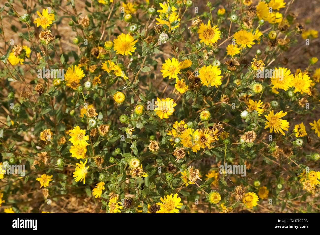 Great Valley Gumweed, Great Valley Gumplant (Grindelia camporum, Grindelia robusta) flowering, California Stock Photo
