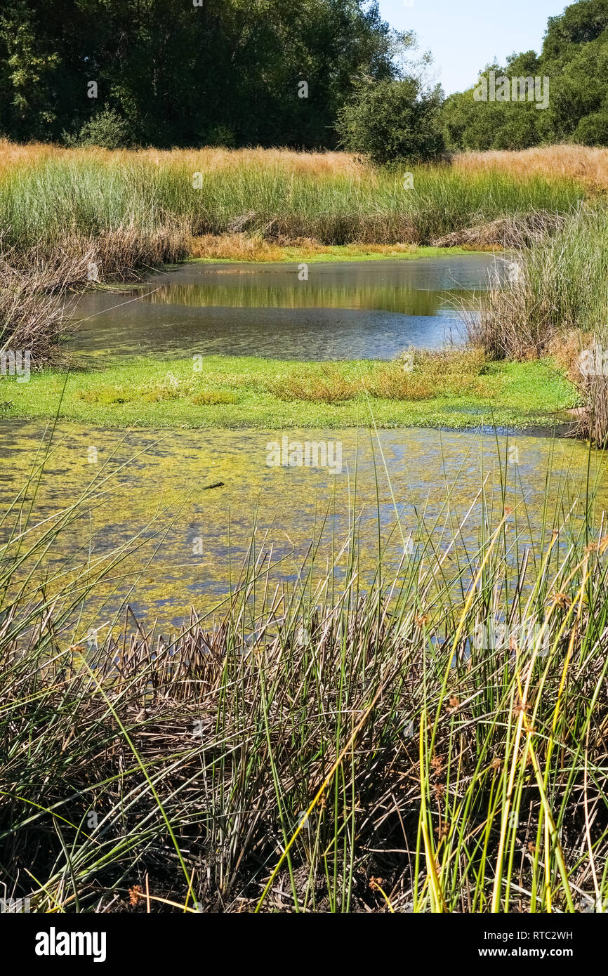 Redfern lake hi-res stock photography and images - Alamy