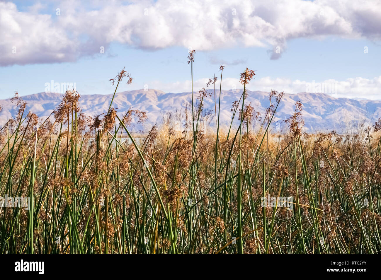 Bay delta conservation hi-res stock photography and images - Alamy
