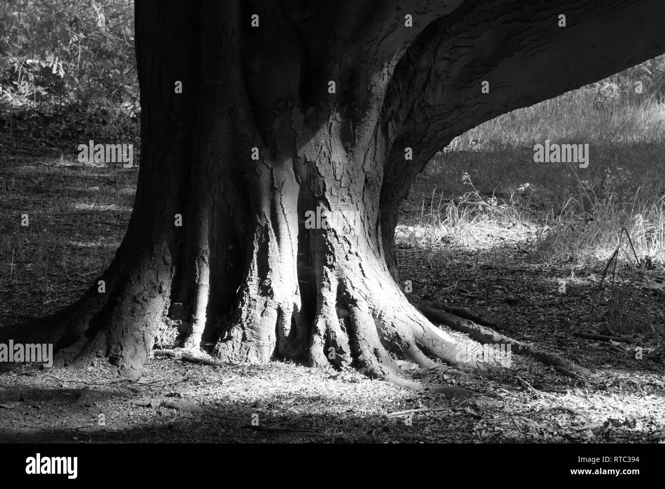 Base of a large tree with contrast in light and shadow in a black and white image, London, UK on a warm and sunny morning in June. Stock Photo