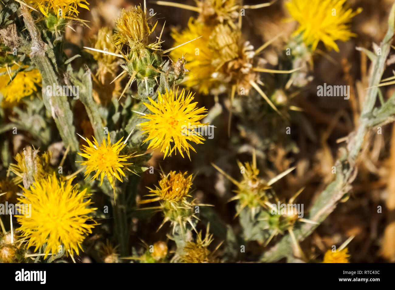 Yellow star thistle (Centaurea solstitialis), California Stock Photo