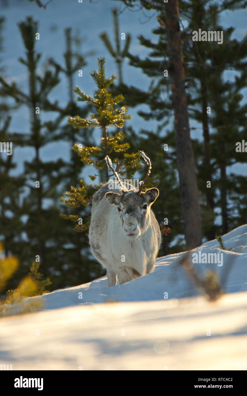 Portrait of a reindeer (Rangifer tarandus) standing in deep snow in a ...