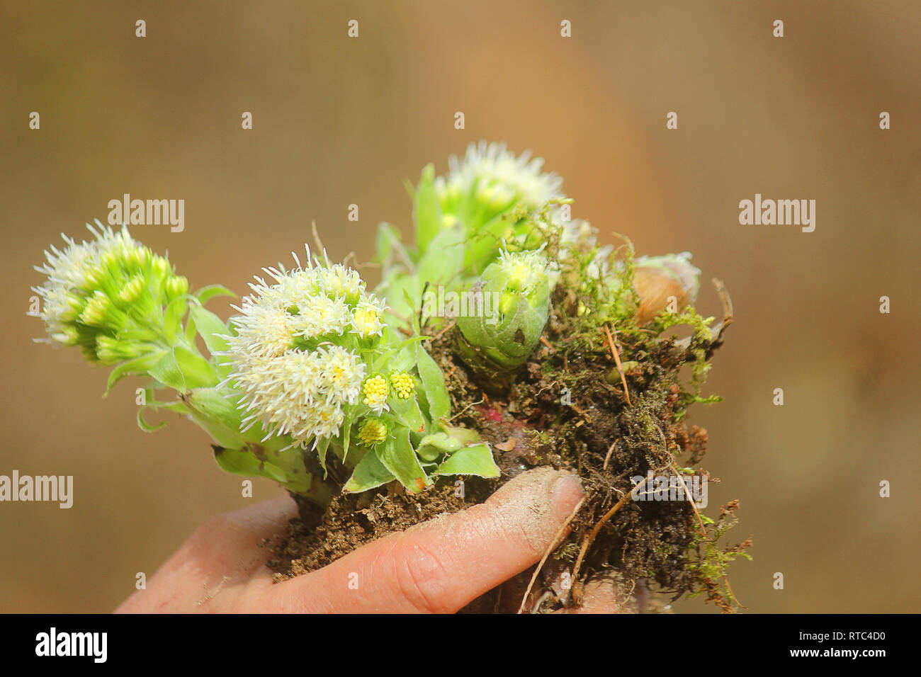 a hand with succulent plants Stock Photo
