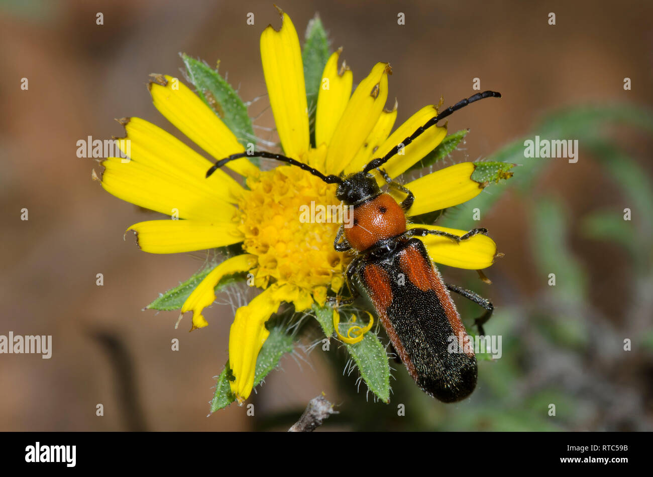 Long-horned Beetle, Crossidius discoideus Stock Photo