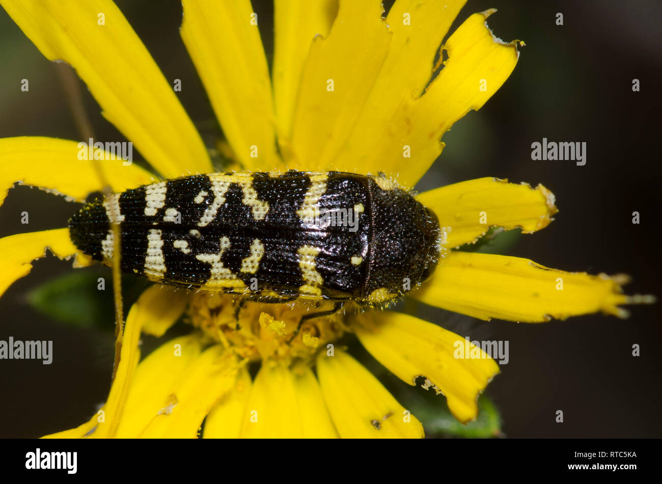 Metallic Wood-boring Beetle, Acmaeodera macra Stock Photo