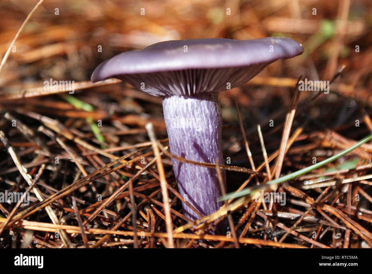 Lepista nudum.  Clitocybe nuda.  Wood blewit Stock Photo