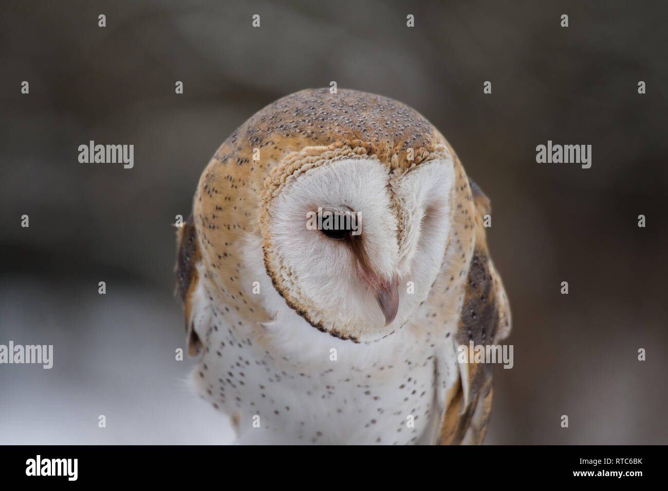 The Western Barn Owl Tyto Alba Is Usually Considered A Subspecies