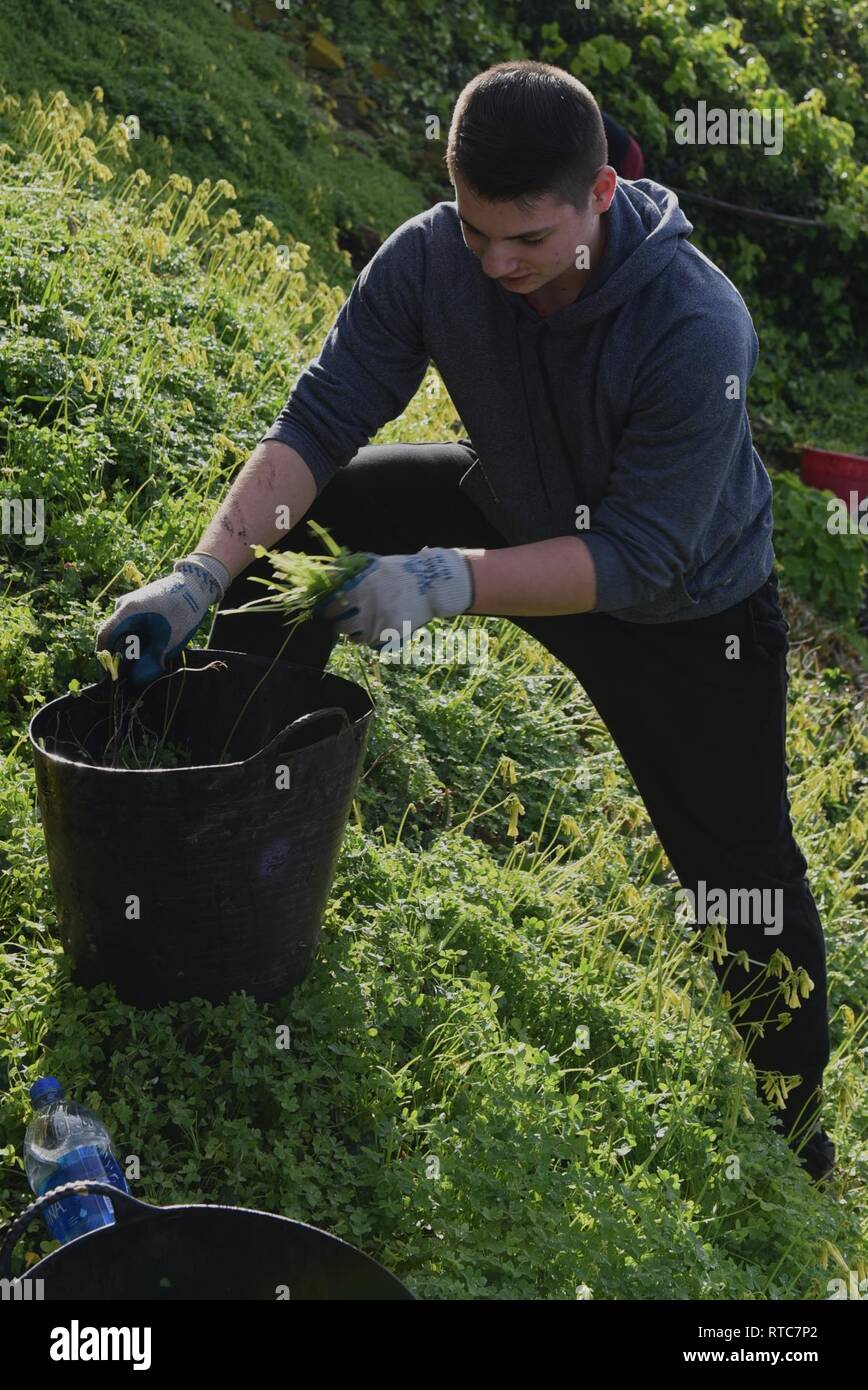 U.S. Air Force Airman 1st Class Kevin Westl, 60th Operations Support Squadron air traffic controller apprentice, pulls weeds from the gardens on Alcatraz Isalnd 9 a.m. Feb. 9, 2019, in San Francisco. Westl participated in a vollunteer clean up to help out his local community. Stock Photo