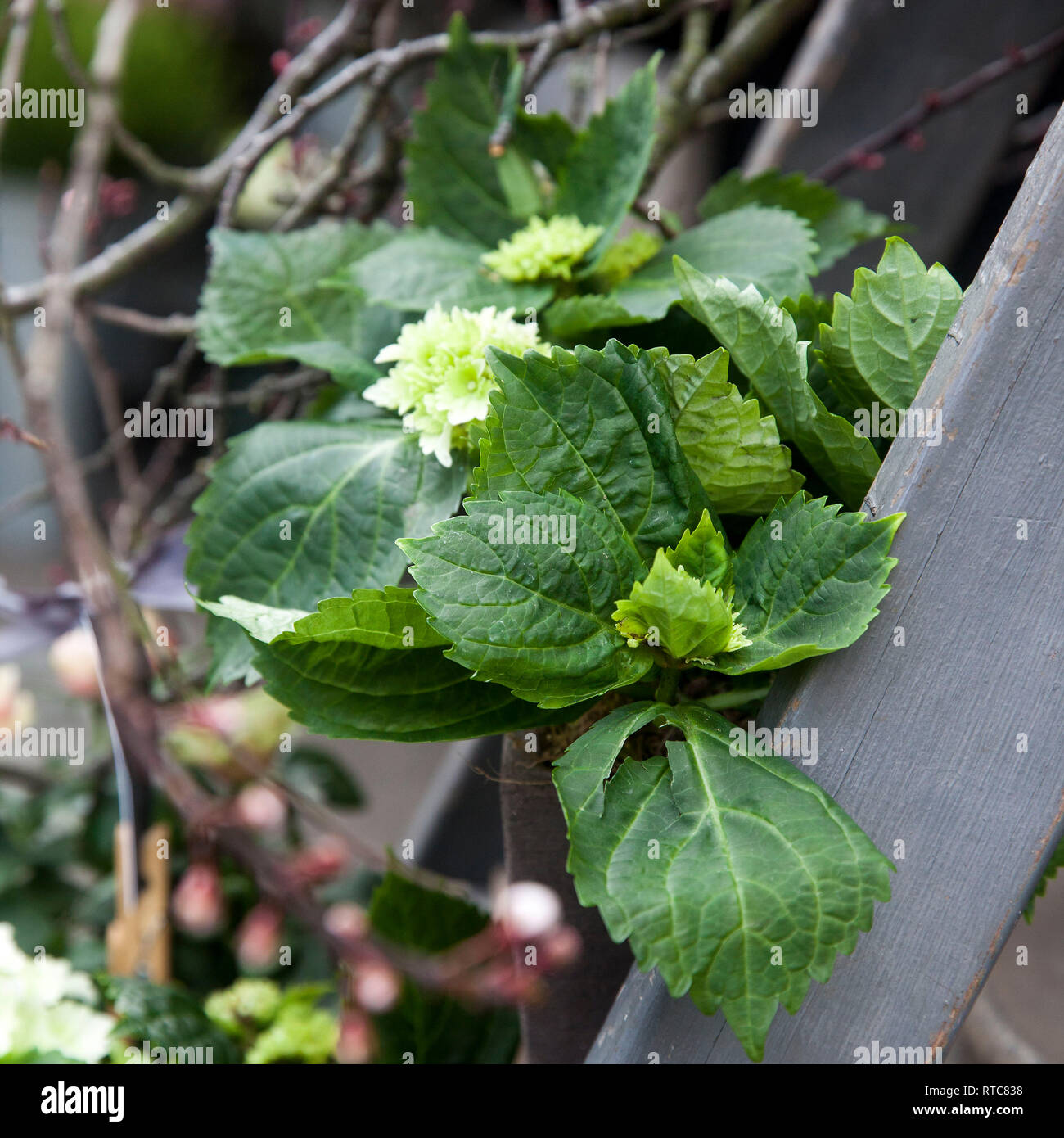White hydrangeas in pot hi-res stock photography and images - Alamy