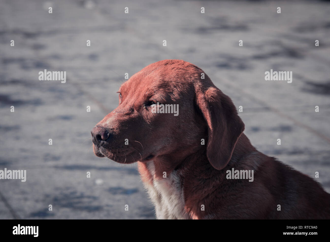 Dog enjoying sunshine Stock Photo Alamy