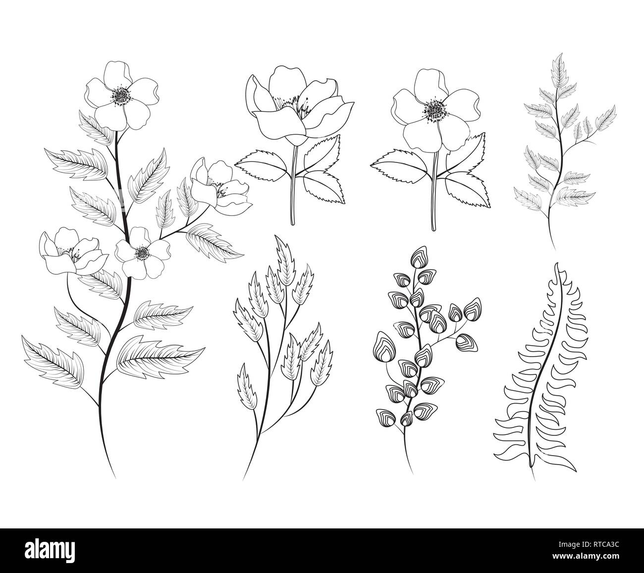 set roses and flowers plants with leaves Stock Vector Image & Art - Alamy