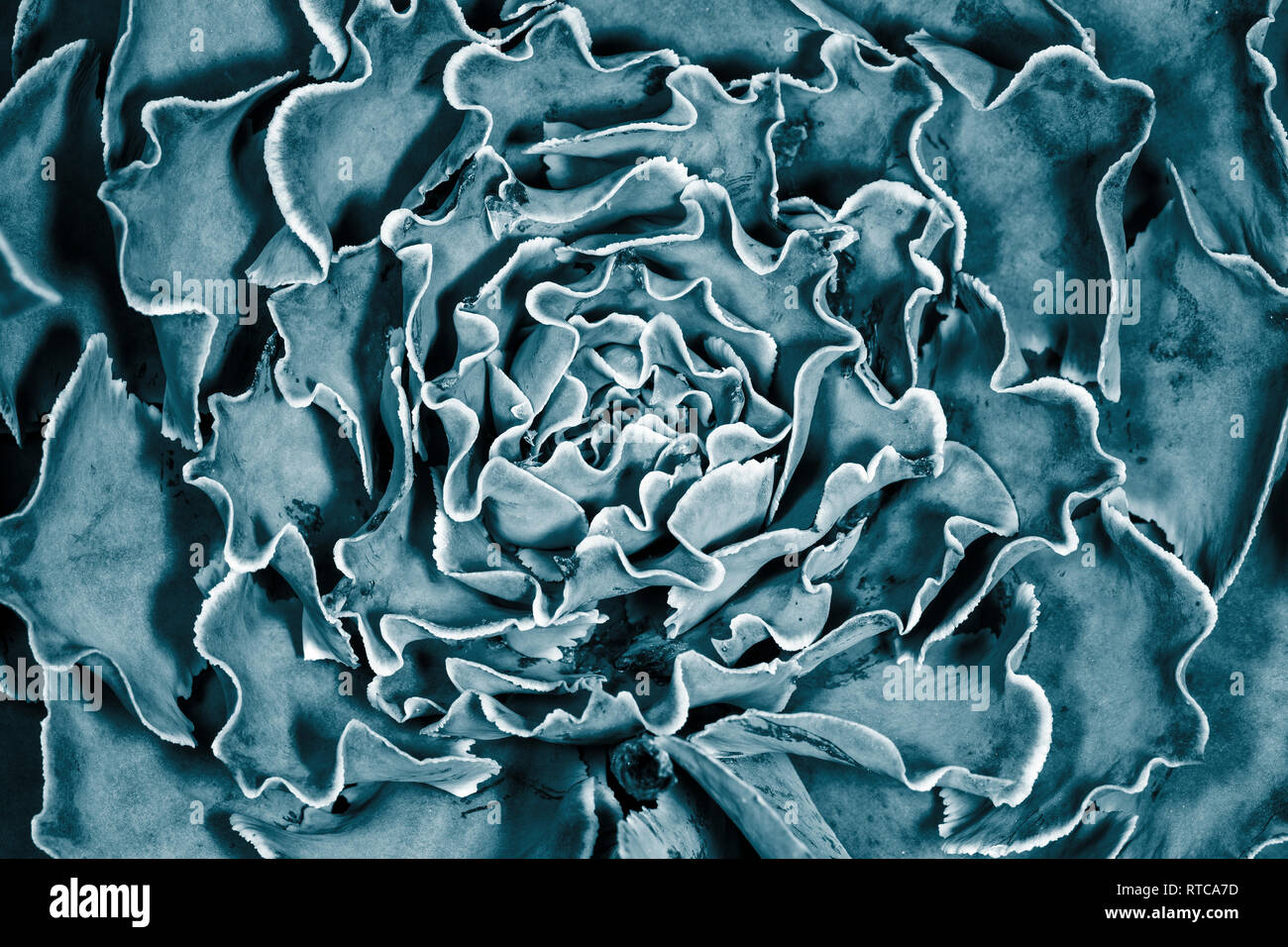 Abstract decorative cabbage hi-res stock photography and images - Alamy