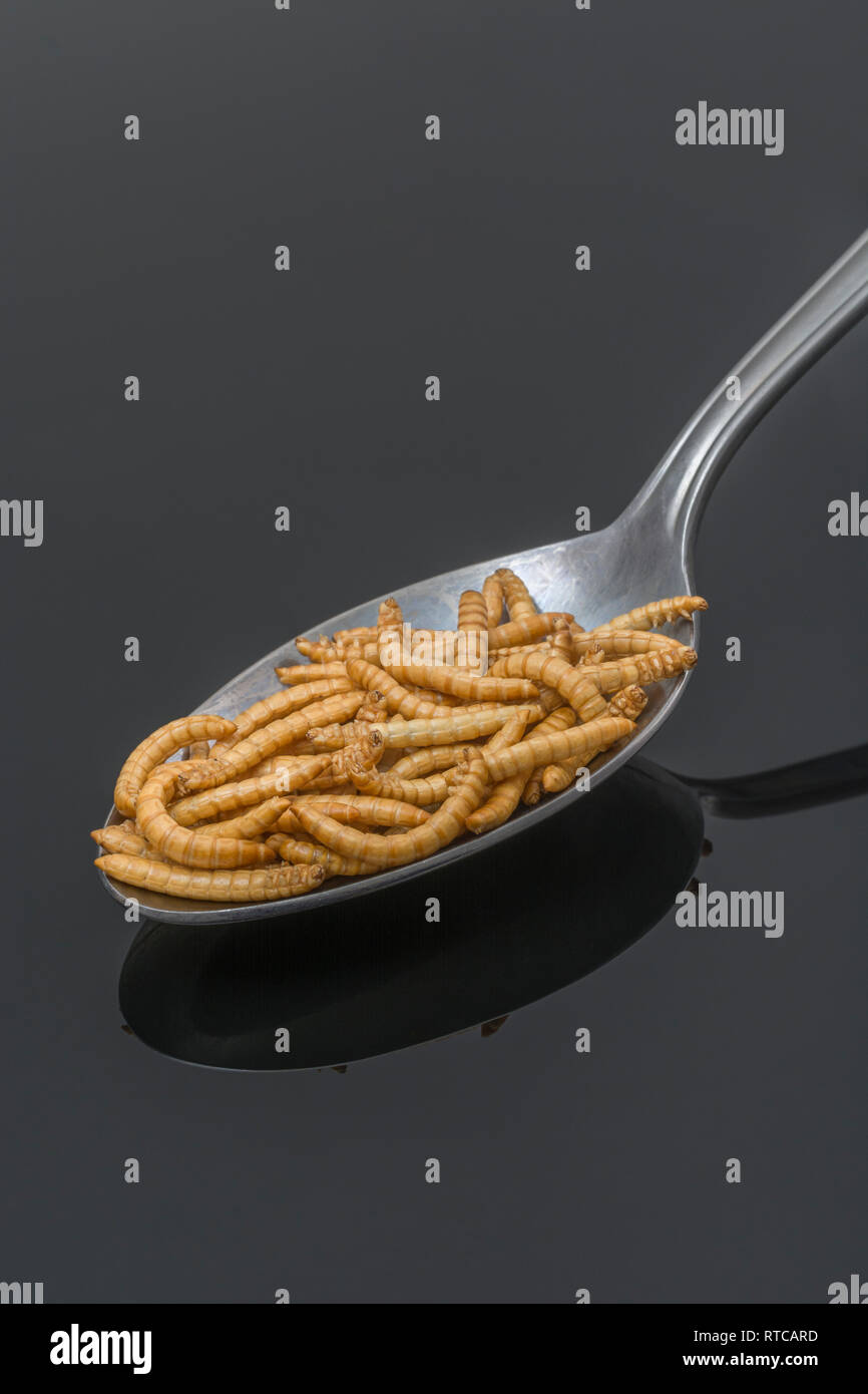 Freeze-dried Mealworms / Tenebrio molitor on a spoon. Metaphor eating ...