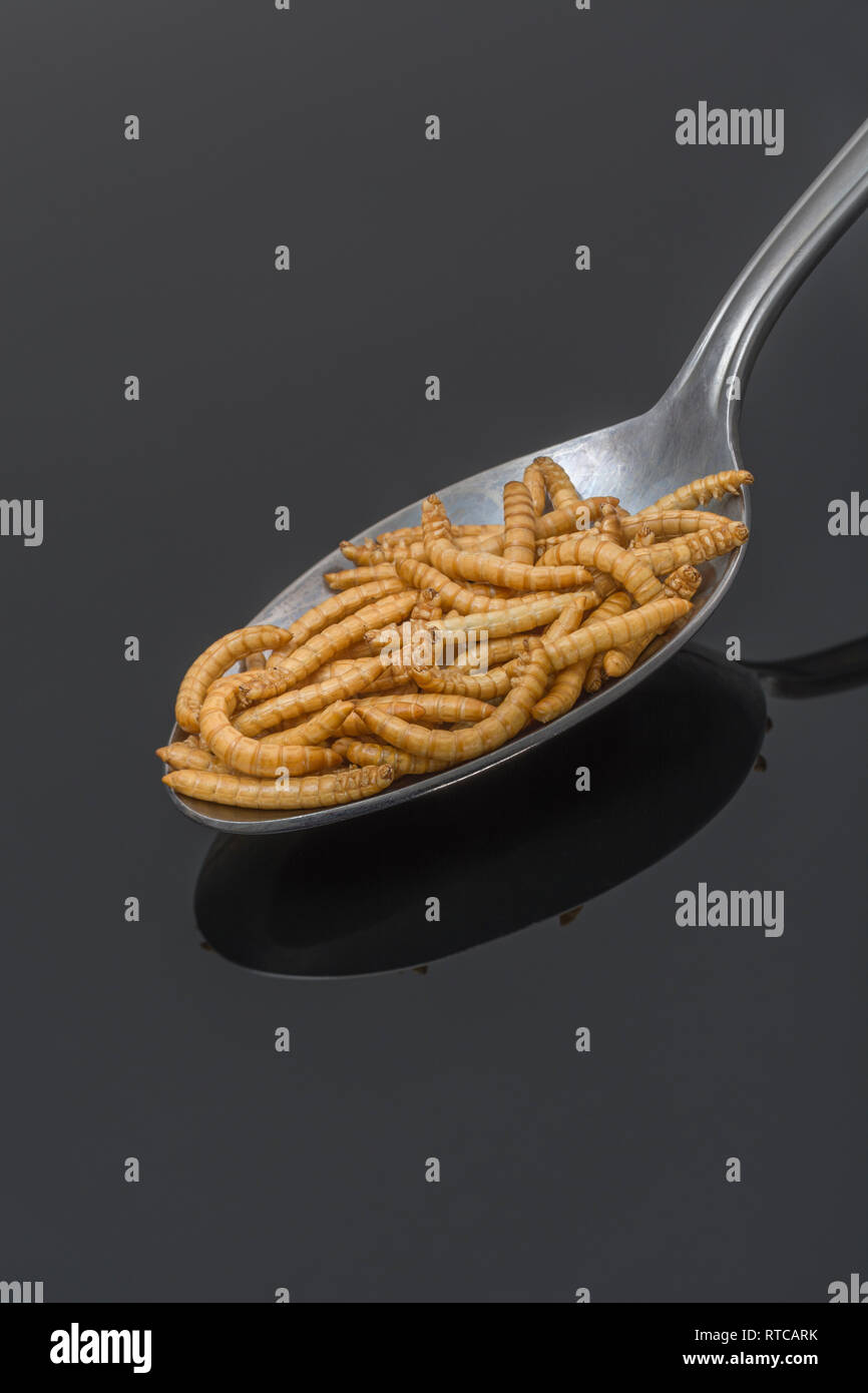 Freezedried Mealworms / Tenebrio molitor on a spoon. Metaphor eating