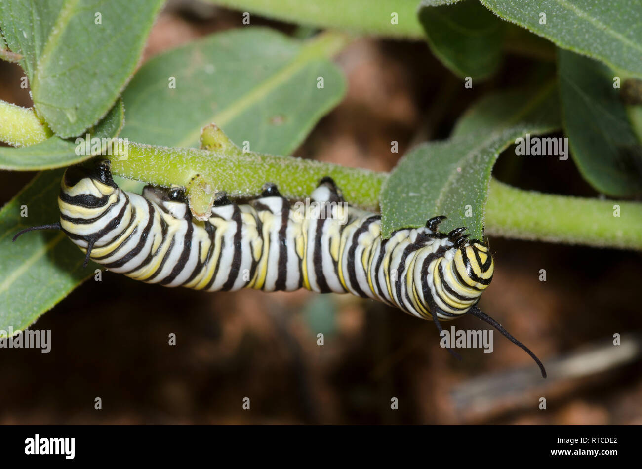 Monarch, Danaus plexippus, larva feeding on Antelope Horns, Asclepias asperula Stock Photo