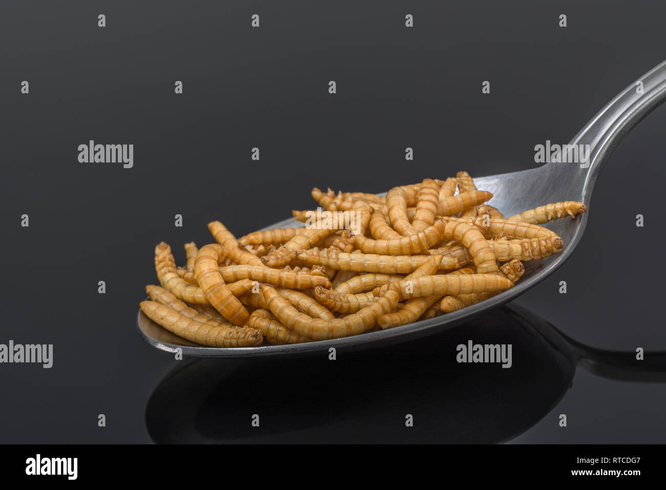 Freezedried Mealworms / Tenebrio molitor on a spoon. Metaphor eating